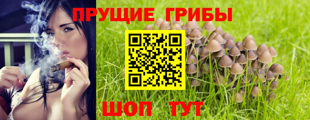 Галлюциногенные грибы Psilocybine cubensis Егорьевск